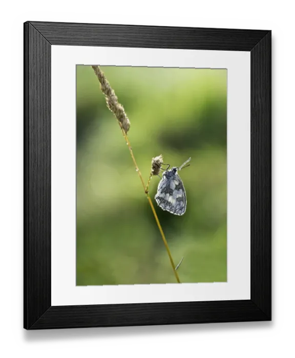 Framed Print : Marbled White (Melanargia galathea) adult, covered with early morning dew, resting on grass, Limousin, France, July Framed Print : Marbled White (Melanargia galathea) adult, covered with early morning dew, resting on grass, Limousin, France, July