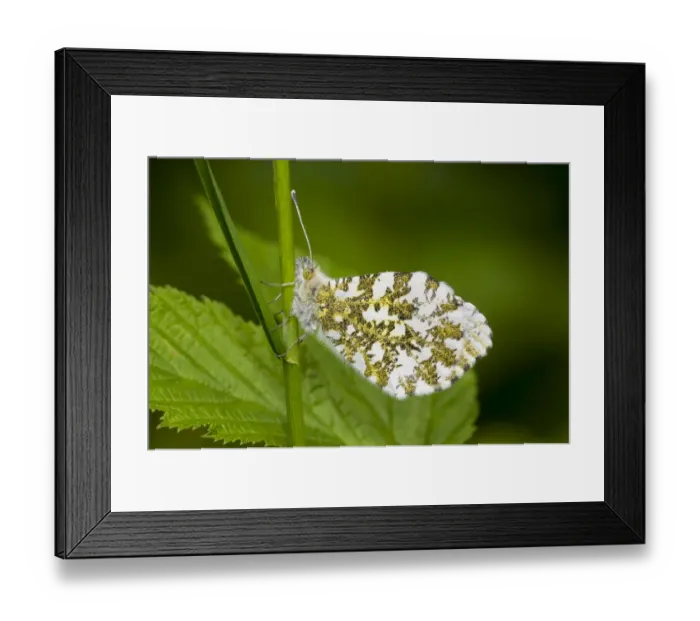 Framed Print : Orange-tip Butterfly (Anthocharis cardamines) adult female, resting on grass stem, Meathop Moss, Lindale, Cumbria Framed Print : Orange-tip Butterfly (Anthocharis cardamines) adult female, resting on grass stem, Meathop Moss, Lindale, Cumbria
