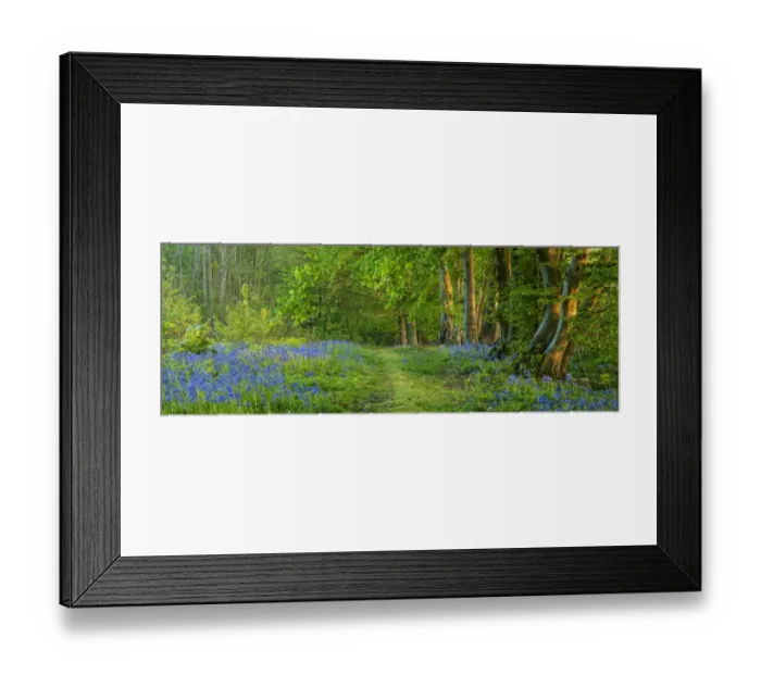 Framed Print : Bluebell (Endymion non-scriptus) flowering mass, growing beside path in deciduous woodland habitat, Kent, England Framed Print : Bluebell (Endymion non-scriptus) flowering mass, growing beside path in deciduous woodland habitat, Kent, England
