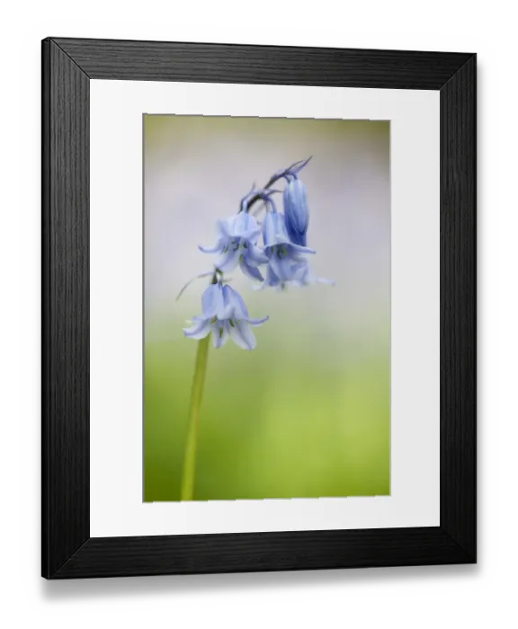 Framed Print : Hybrid Bluebell (Endymion non-scriptus x hispanica) Common x Spanish hybrid, close-up of flowers, Warton Crag Framed Print : Hybrid Bluebell (Endymion non-scriptus x hispanica) Common x Spanish hybrid, close-up of flowers, Warton Crag
