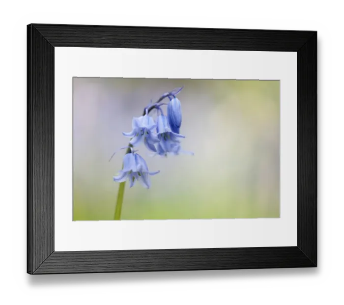 Framed Print : Hybrid Bluebell (Endymion non-scriptus x hispanica) Common x Spanish hybrid, close-up of flowers, Warton Crag