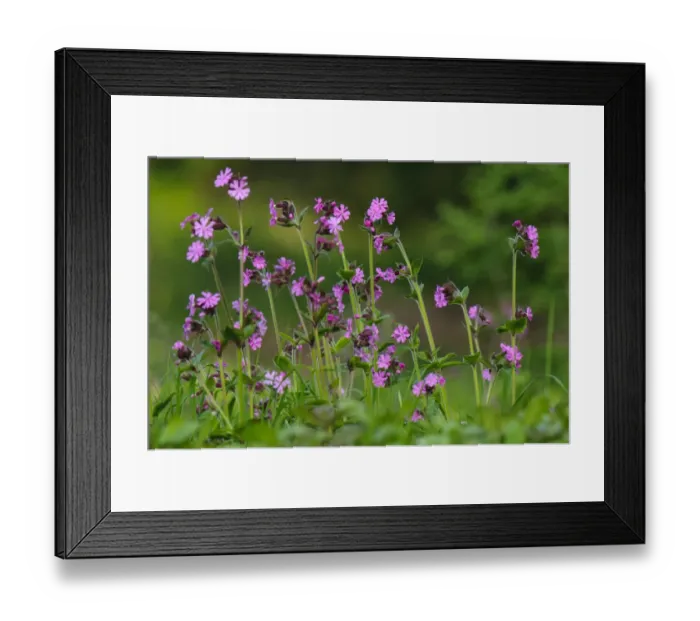 Framed Print : Red Campion (Silene dioica) flowering, clump growing on riverbank, River Ure, Leyburn, Wensleydale