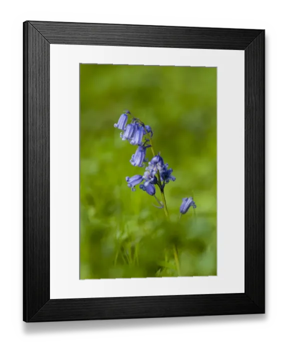 Framed Print : Bluebell (Endymion non-scriptus) flowering, growing on riverbank, River Ure, Leyburn, Wensleydale, Yorkshire Dales N. P Framed Print : Bluebell (Endymion non-scriptus) flowering, growing on riverbank, River Ure, Leyburn, Wensleydale, Yorkshire Dales N. P