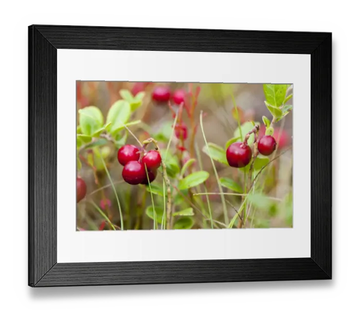 Framed Print : Cowberry (Vaccinium vitis-idaea) fruit, growing on moorland, Yorkshire Dales N. P. North Yorkshire, England, August Framed Print : Cowberry (Vaccinium vitis-idaea) fruit, growing on moorland, Yorkshire Dales N. P. North Yorkshire, England, August