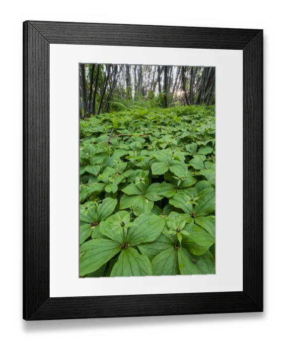 Framed Print : Herb Paris (Paris quadrifolia) flowering mass, growing in coppice woodland habitat, Kent, England, May Framed Print : Herb Paris (Paris quadrifolia) flowering mass, growing in coppice woodland habitat, Kent, England, May