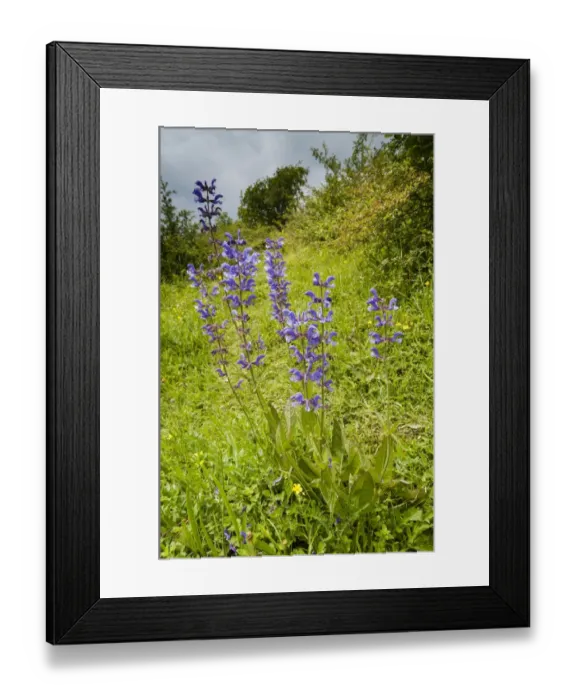 Framed Print : Meadow Clary (Salvia pratensis) flowering, growing on chalk downland, North Downs, Kent, England, June Framed Print : Meadow Clary (Salvia pratensis) flowering, growing on chalk downland, North Downs, Kent, England, June