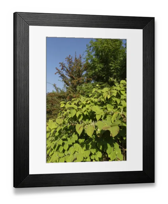 Framed Print : Japanese Knotweed (Fallopia japonica) introduced invasive species, flowering, West Yorkshire, England, September Framed Print : Japanese Knotweed (Fallopia japonica) introduced invasive species, flowering, West Yorkshire, England, September