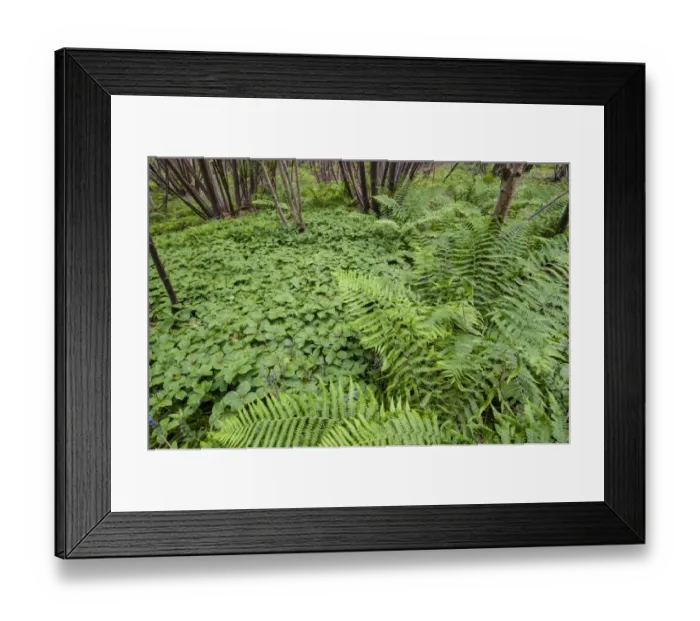 Framed Print : Herb Paris (Paris quadrifolia) flowering mass, growing amongst ferns in coppice woodland habitat, Kent, England, May