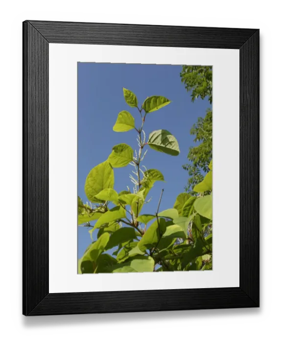 Framed Print : Japanese Knotweed (Fallopia japonica) introduced invasive species, close-up of leaves and flowers, West Yorkshire Framed Print : Japanese Knotweed (Fallopia japonica) introduced invasive species, close-up of leaves and flowers, West Yorkshire