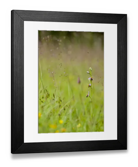 Framed Print : Bee Orchid (Ophrys apifera) flowering, growing on chalk grassland, North Downs, Kent, England, June Framed Print : Bee Orchid (Ophrys apifera) flowering, growing on chalk grassland, North Downs, Kent, England, June