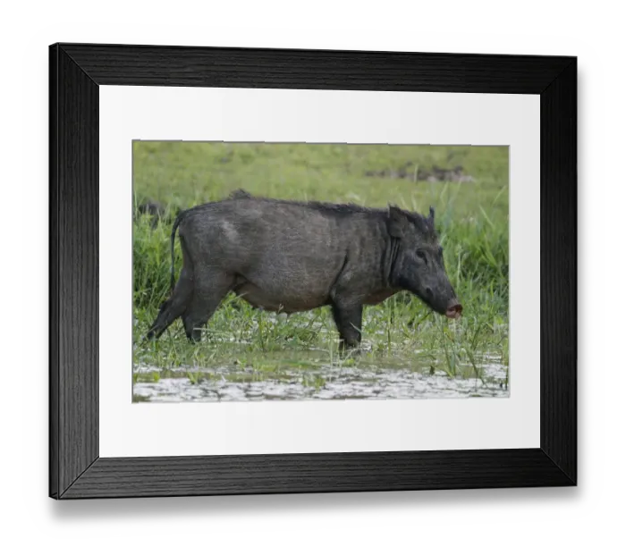 Framed Print : Eurasian Wild Boar (Sus scrofa affinis) adult female, standing in shallow water on marshland, Yala N. P