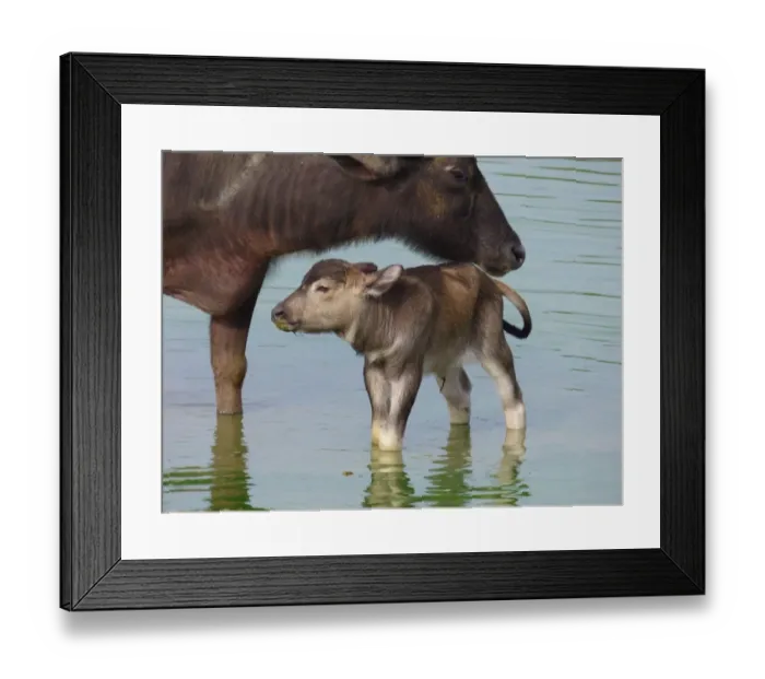 Framed Print : Domestic Water Buffalo (Bubalis bubalis) adult female and newborn calf, standing in shallow water, Udalawawe N. P