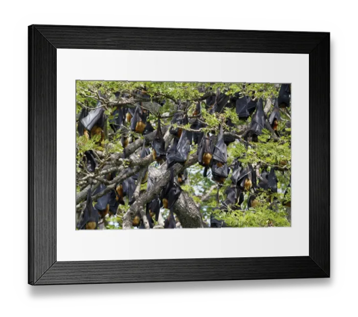 Framed Print : Indian Flying Fox (Pteropus giganteus) colony, roosting in tree during daytime, Sri Lanka, February Framed Print : Indian Flying Fox (Pteropus giganteus) colony, roosting in tree during daytime, Sri Lanka, February