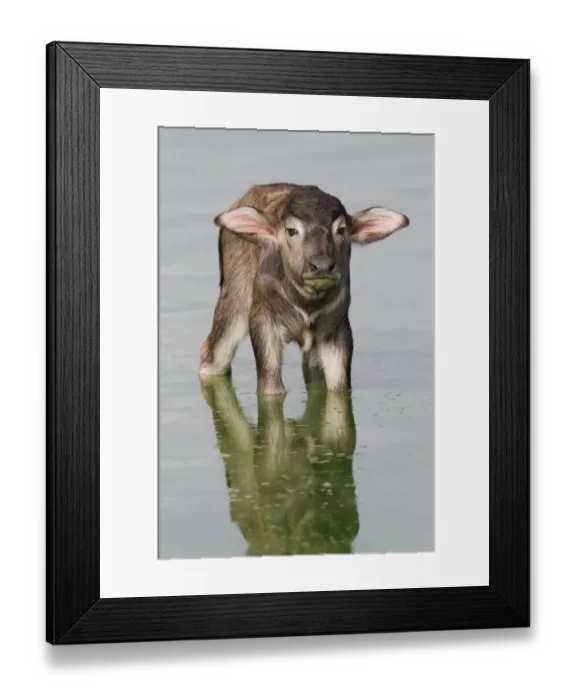 Framed Print : Domestic Water Buffalo (Bubalis bubalis) newborn calf, standing in shallow water, Udalawawe N. P. Sri Lanka, January Framed Print : Domestic Water Buffalo (Bubalis bubalis) newborn calf, standing in shallow water, Udalawawe N. P. Sri Lanka, January