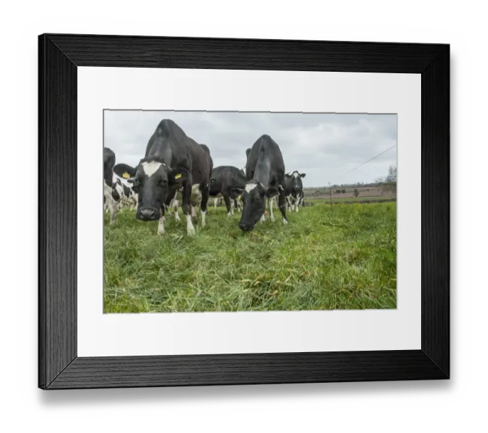 Framed Print : Domestic Cattle, Holstein dairy cows, herd grazing beside electric fence in pasture, Shropshire, England, April Framed Print : Domestic Cattle, Holstein dairy cows, herd grazing beside electric fence in pasture, Shropshire, England, April
