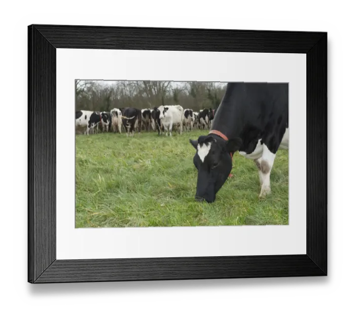 Framed Print : Domestic Cattle, Holstein dairy cow, close-up of head and front legs, wearing red collar, grazing near herd in pasture Framed Print : Domestic Cattle, Holstein dairy cow, close-up of head and front legs, wearing red collar, grazing near herd in pasture
