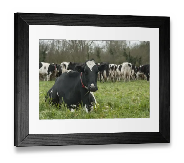 Framed Print : Domestic Cattle, Holstein dairy cow, wearing red collar, resting on grass near herd in pasture, Shropshire, England Framed Print : Domestic Cattle, Holstein dairy cow, wearing red collar, resting on grass near herd in pasture, Shropshire, England