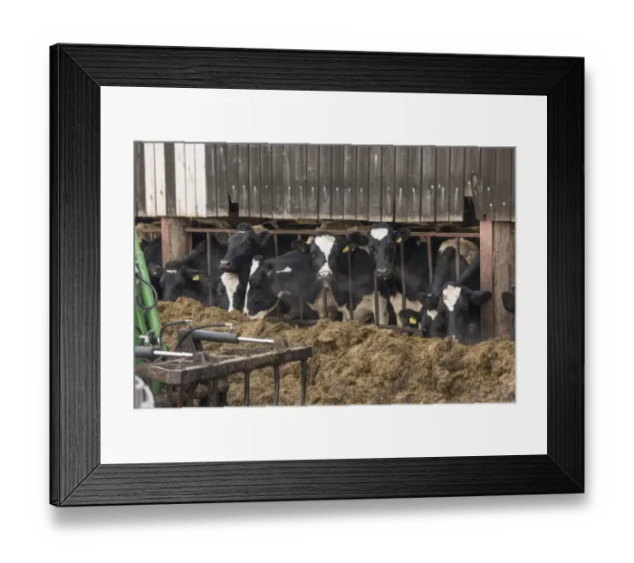 Framed Print : Domestic Cattle, Holstein Friesian dairy cows, herd feeding on silage at feed barrier, Church Brough, Kirkby Stephen Framed Print : Domestic Cattle, Holstein Friesian dairy cows, herd feeding on silage at feed barrier, Church Brough, Kirkby Stephen