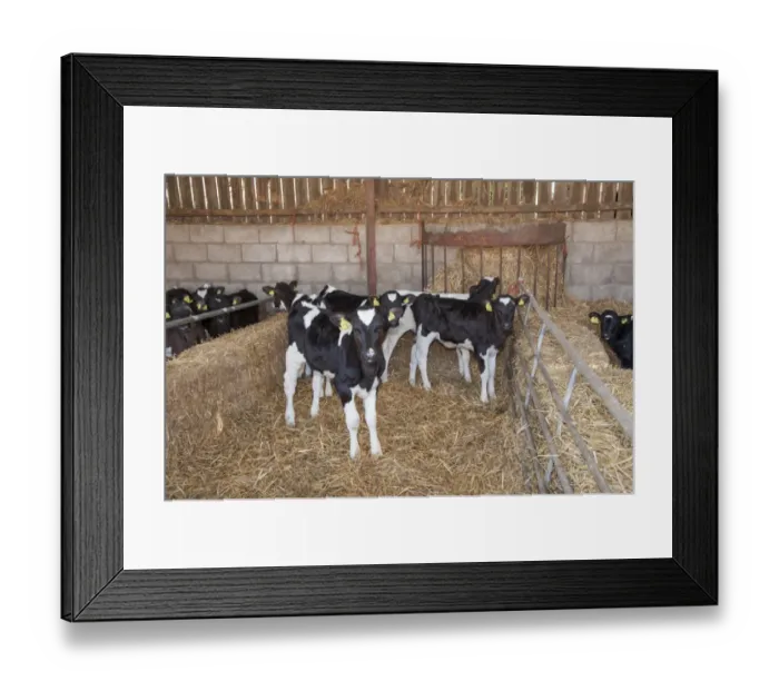 Framed Print : Domestic Cattle, Holstein Friesian calves, standing on straw bedding in calf pen, Shropshire, England, March Framed Print : Domestic Cattle, Holstein Friesian calves, standing on straw bedding in calf pen, Shropshire, England, March