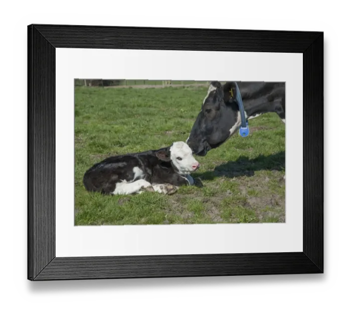 Framed Print : Domestic Cattle, Holstein Friesian dairy cow, wearing transponder collar, with newborn Hereford cross calf, Shropshire Framed Print : Domestic Cattle, Holstein Friesian dairy cow, wearing transponder collar, with newborn Hereford cross calf, Shropshire