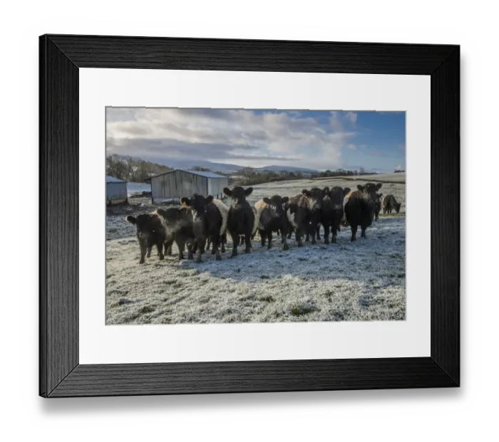 Framed Print : Domestic Cattle, Belted Galloway beef herd, standing in frost covered pasture, Brough, Kirkby Stephen, Cumbria Framed Print : Domestic Cattle, Belted Galloway beef herd, standing in frost covered pasture, Brough, Kirkby Stephen, Cumbria