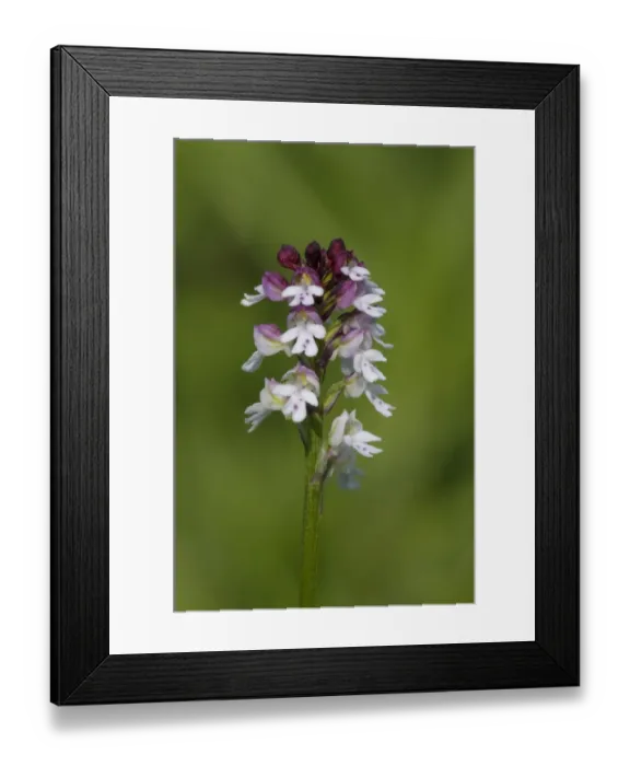 Framed Print : Burnt Orchid (Neotinea ustulata) close-up of flowerspike, growing in meadow on riverbank, River Ure, Leyburn Old Glebe Framed Print : Burnt Orchid (Neotinea ustulata) close-up of flowerspike, growing in meadow on riverbank, River Ure, Leyburn Old Glebe