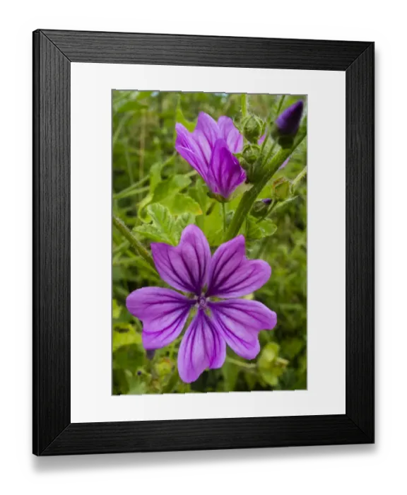 Framed Print : Common Mallow (Malva sylvestris) close-up of flowers, growing on riverbank, Little Stour River, Canterbury, Kent Framed Print : Common Mallow (Malva sylvestris) close-up of flowers, growing on riverbank, Little Stour River, Canterbury, Kent