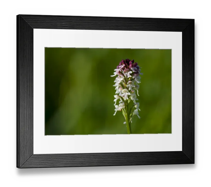 Framed Print : Burnt Orchid (Neotinea ustulata) close-up of flowerspike, growing in meadow on riverbank, River Ure, Leyburn Old Glebe Framed Print : Burnt Orchid (Neotinea ustulata) close-up of flowerspike, growing in meadow on riverbank, River Ure, Leyburn Old Glebe