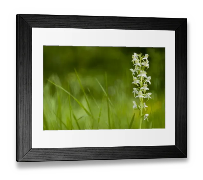 Framed Print : Greater Butterfly Orchid (Platanthera chlorantha) flowering, growing on chalk grassland, North Downs, Kent, England Framed Print : Greater Butterfly Orchid (Platanthera chlorantha) flowering, growing on chalk grassland, North Downs, Kent, England