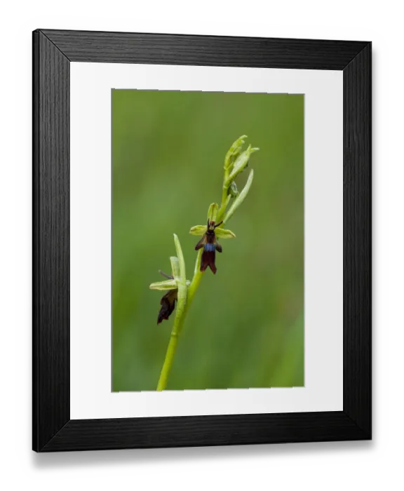 Framed Print : Fly Orchid (Ophrys insectifera) close-up of flowerspike, growing on roadside verge, Sandside, Cumbria, England, May Framed Print : Fly Orchid (Ophrys insectifera) close-up of flowerspike, growing on roadside verge, Sandside, Cumbria, England, May