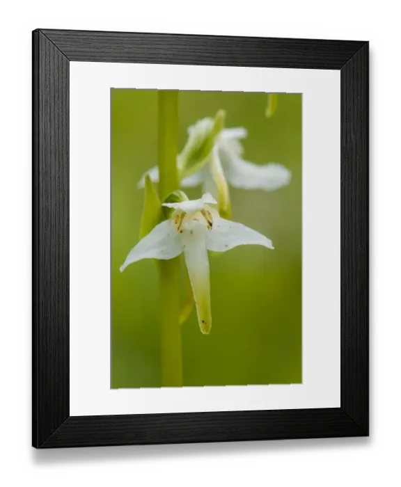 Framed Print : Greater Butterfly Orchid (Platanthera chlorantha) close-up of flower, growing on chalk grassland, North Downs, Kent