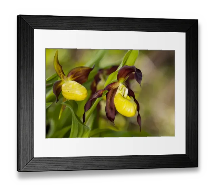 Framed Print : Yellow Ladys Slipper Orchid (Cypripedium calceolus) close-up of flowers, pot-grown specimens Framed Print : Yellow Ladys Slipper Orchid (Cypripedium calceolus) close-up of flowers, pot-grown specimens