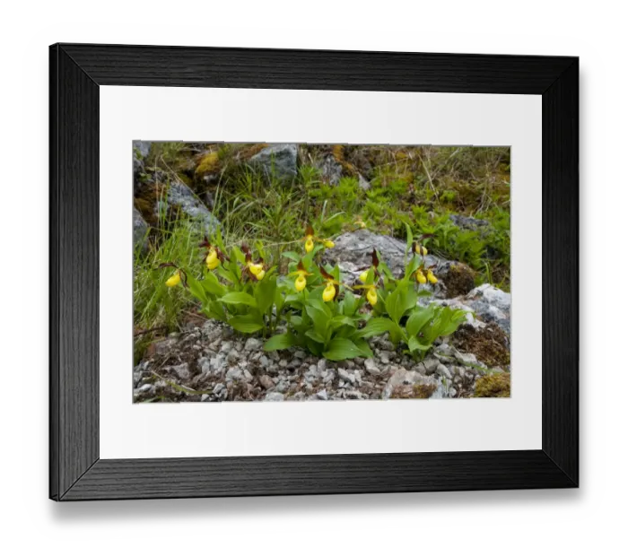 Framed Print : Yellow Ladys Slipper Orchid (Cypripedium calceolus) flowering, pot-grown specimens Framed Print : Yellow Ladys Slipper Orchid (Cypripedium calceolus) flowering, pot-grown specimens