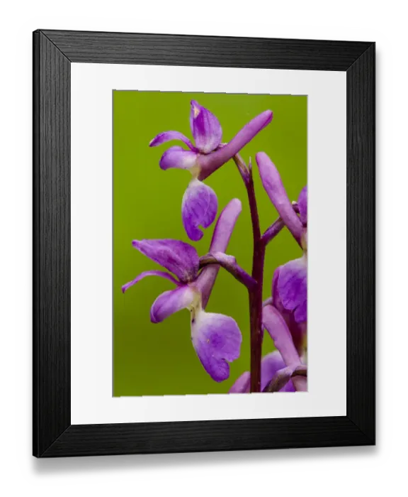 Framed Print : Early Purple Orchid (Orchis mascula) close-up of flowers, Kent, England, April Framed Print : Early Purple Orchid (Orchis mascula) close-up of flowers, Kent, England, April