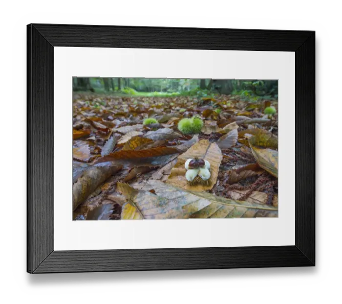 Framed Print : Sweet Chestnut (Castanea sativa) open and closed fruits, amongst leaf litter on woodland floor, Norfolk, England Framed Print : Sweet Chestnut (Castanea sativa) open and closed fruits, amongst leaf litter on woodland floor, Norfolk, England