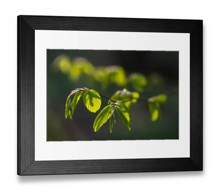 Framed Print : Common Hazel (Corylus avellana) close-up of young leaves, Kent, England, April Framed Print : Common Hazel (Corylus avellana) close-up of young leaves, Kent, England, April