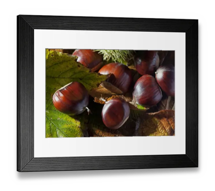 Framed Print : Sweet Chestnut (Castanea sativa) close-up of nuts, France, October Framed Print : Sweet Chestnut (Castanea sativa) close-up of nuts, France, October