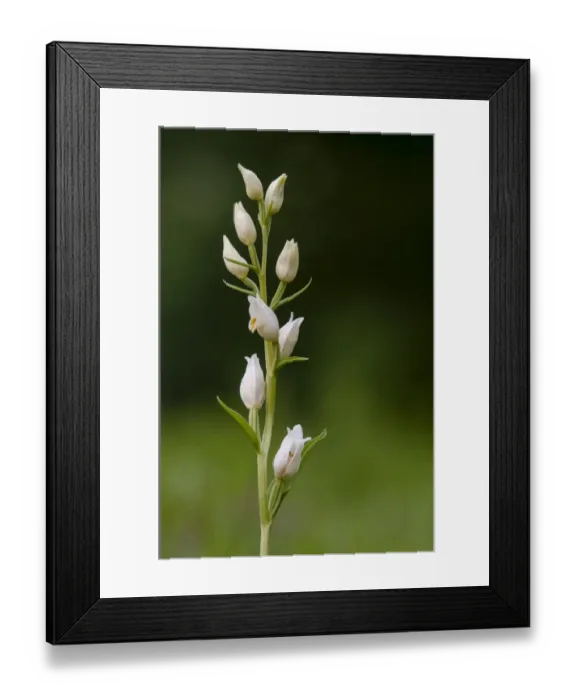 Framed Print : White Helleborine (Cephalanthera damasonium) close-up of flowerspike, Kent, England, May