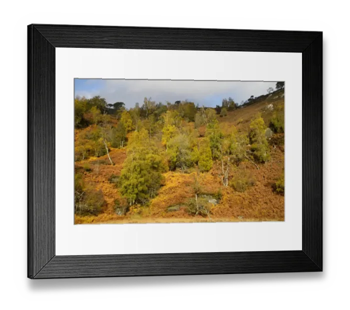 Framed Print : Silver Birch (Betula pendula) forest habitat, Glen Strathfarrar, Inverness-shire, Highlands, Scotland, October Framed Print : Silver Birch (Betula pendula) forest habitat, Glen Strathfarrar, Inverness-shire, Highlands, Scotland, October