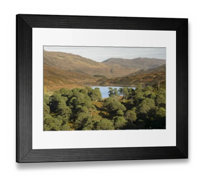 Framed Print : Scots Pine (Pinus sylvestris) remnant forest, with deforested hills in background, Glen Cannich, Inverness-shire