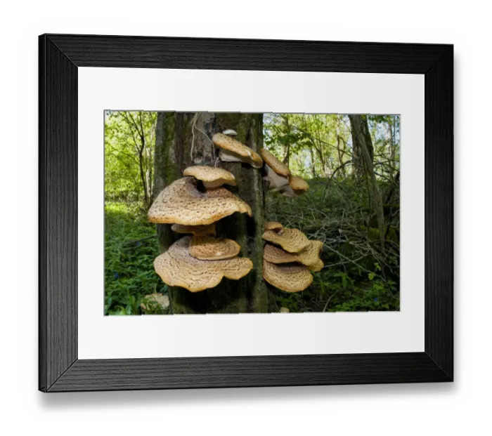 Framed Print : Dryads Saddle (Polyporus squamosus) fruiting bodies, growing on standing dead wood, Hale, Cumbria, England, May Framed Print : Dryads Saddle (Polyporus squamosus) fruiting bodies, growing on standing dead wood, Hale, Cumbria, England, May