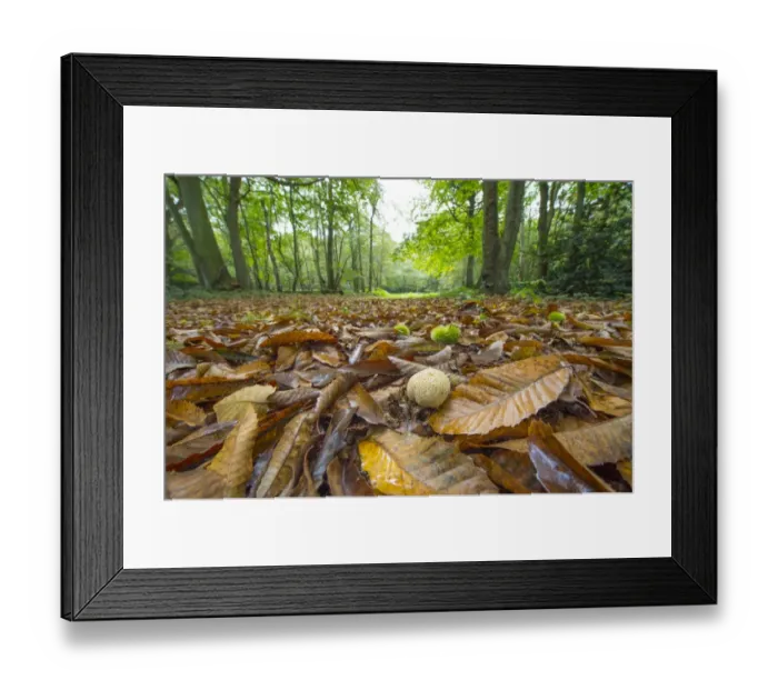 Framed Print : Common Earthball (Scleroderma citrinum) fruiting body, growing amongst Sweet Chestnut (Castanea sativa)