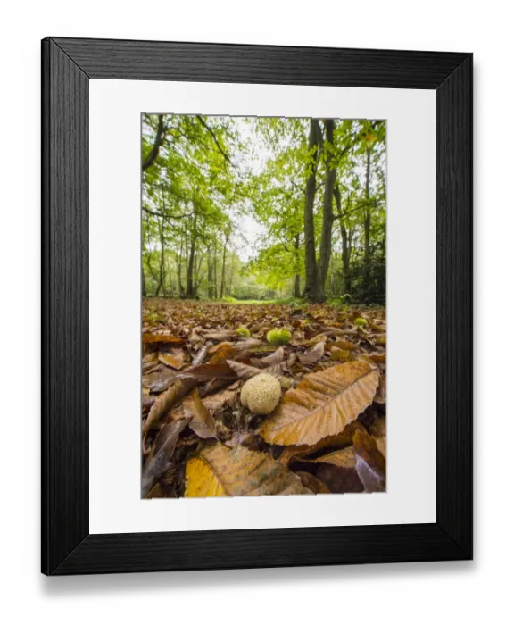 Framed Print : Common Earthball (Scleroderma citrinum) fruiting body, growing amongst Sweet Chestnut (Castanea sativa) Framed Print : Common Earthball (Scleroderma citrinum) fruiting body, growing amongst Sweet Chestnut (Castanea sativa)