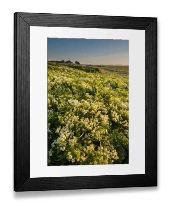 Framed Print : Hoary Cress (Cardaria draba) flowering mass, growing in coastal grazing marsh habitat at dawn, Elmley Marshes N. N. R Framed Print : Hoary Cress (Cardaria draba) flowering mass, growing in coastal grazing marsh habitat at dawn, Elmley Marshes N. N. R