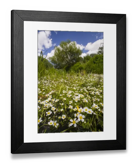 Framed Print : River Water-crowfoot (Ranunculus fluitans) flowering mass, growing in river habitat, Little Stour River, Canterbury Framed Print : River Water-crowfoot (Ranunculus fluitans) flowering mass, growing in river habitat, Little Stour River, Canterbury