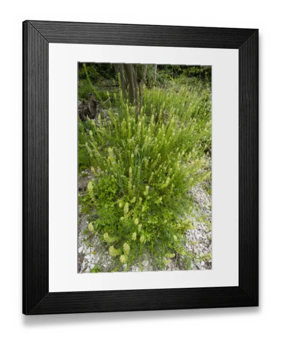 Framed Print : Weld (Reseda luteola) flowering, growing on chalk downland, North Downs, Kent, England, June
