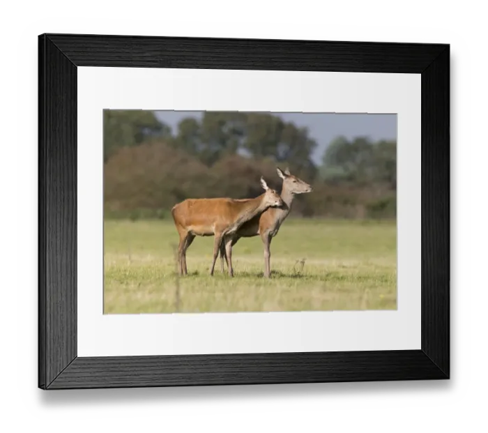Framed Print : Red Deer (Cervus elaphus) two hinds, one rubbing against other, during rutting season, Minsmere RSPB Reserve, Suffolk Framed Print : Red Deer (Cervus elaphus) two hinds, one rubbing against other, during rutting season, Minsmere RSPB Reserve, Suffolk