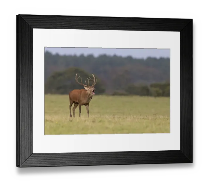 Framed Print : Red Deer (Cervus elaphus) stag, roaring, walking on grass, during rutting season, Minsmere RSPB Reserve, Suffolk Framed Print : Red Deer (Cervus elaphus) stag, roaring, walking on grass, during rutting season, Minsmere RSPB Reserve, Suffolk