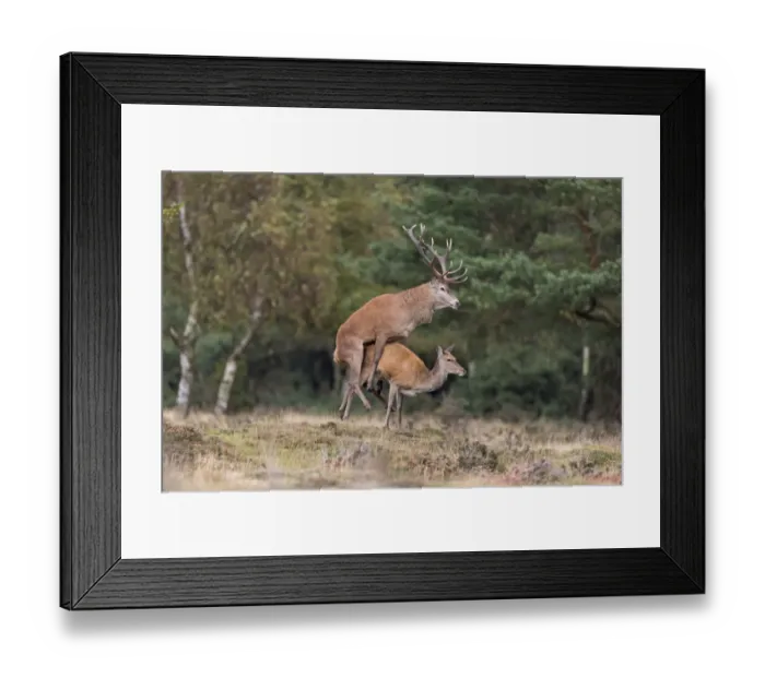 Framed Print : Red Deer (Cervus elaphus) adult pair, stag with legs off ground during mating, standing at edge of woodland Framed Print : Red Deer (Cervus elaphus) adult pair, stag with legs off ground during mating, standing at edge of woodland