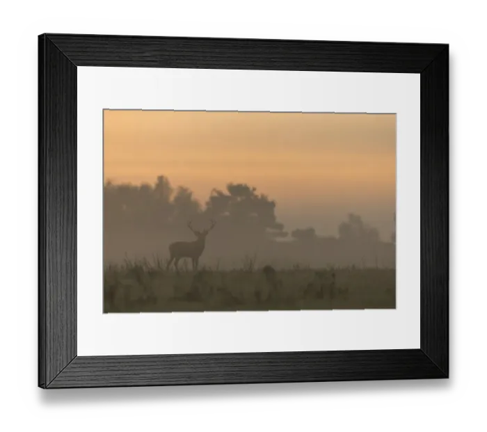 Framed Print : Red Deer (Cervus elaphus) stag, standing in mist at sunrise, during rutting season, Minsmere RSPB Reserve, Suffolk